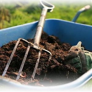 Top dressing du blé d'hiver: méthodes et taux de fertilisation