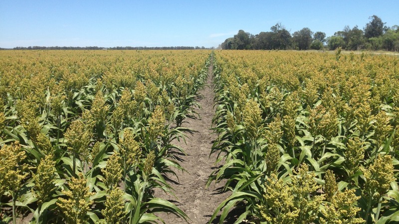 Technologie étape par étape pour la culture du sorgho de la préparation des semences à la récolte