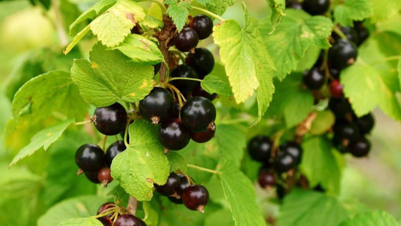 Feuilles de cassis - propriétés utiles et médicinales