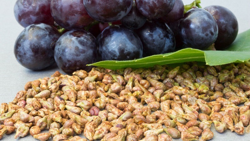 Les avantages et les inconvénients des pépins de raisin pour le corps