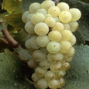 Cépage savoureux populaire Aligote