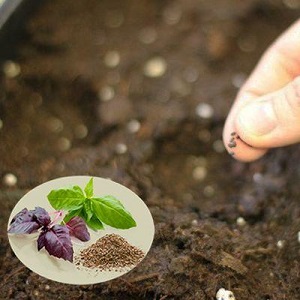 Plantation, culture, entretien extérieur et propagation du basilic