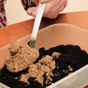 Règles pour faire pousser une mandarine à partir d'un os à la maison