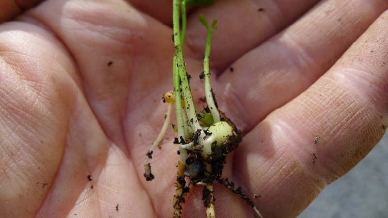 Règles pour faire pousser une mandarine à partir d'un os à la maison