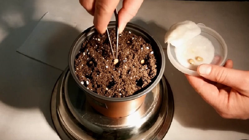 Règles pour faire pousser une mandarine à partir d'un os à la maison