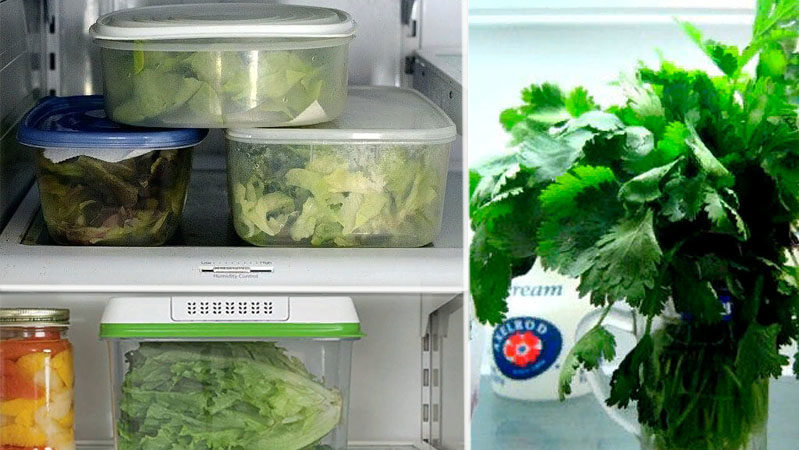 Comment conserver le basilic frais au réfrigérateur