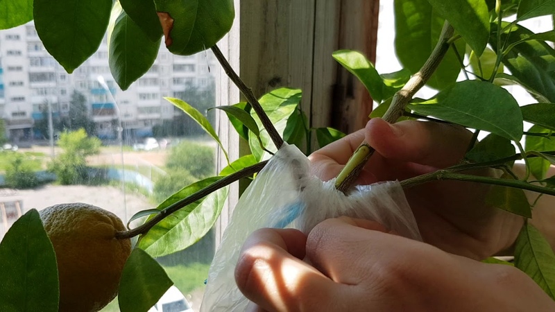 Propagation du citron par boutures et culture à la maison