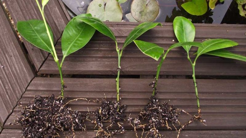 Règles pour l'élevage de mandarines par boutures à la maison