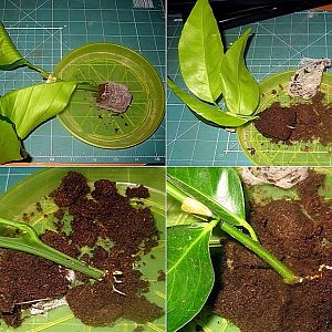 Règles pour l'élevage de mandarines par boutures à la maison