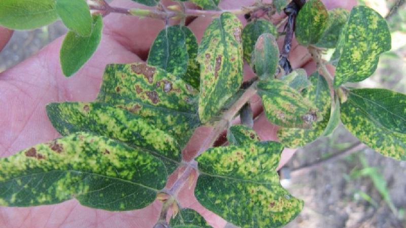 Que faire si de la rouille apparaît sur les feuilles de chèvrefeuille et comment la traiter
