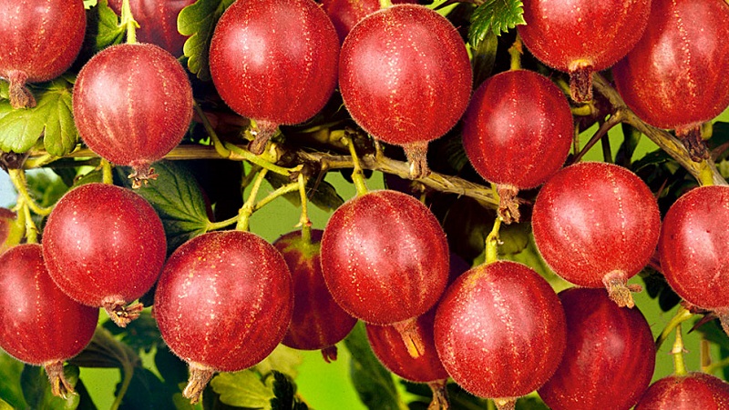 Les variétés de groseille à maquereau les plus populaires et les plus productives