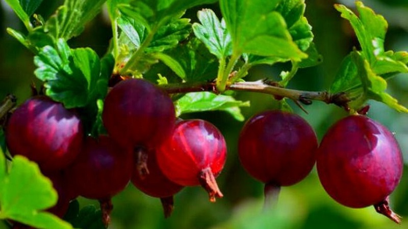 Les variétés de groseille à maquereau les plus populaires et les plus productives