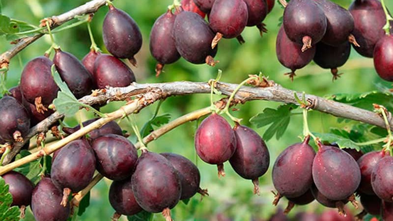 Les variétés de groseille à maquereau les plus populaires et les plus productives