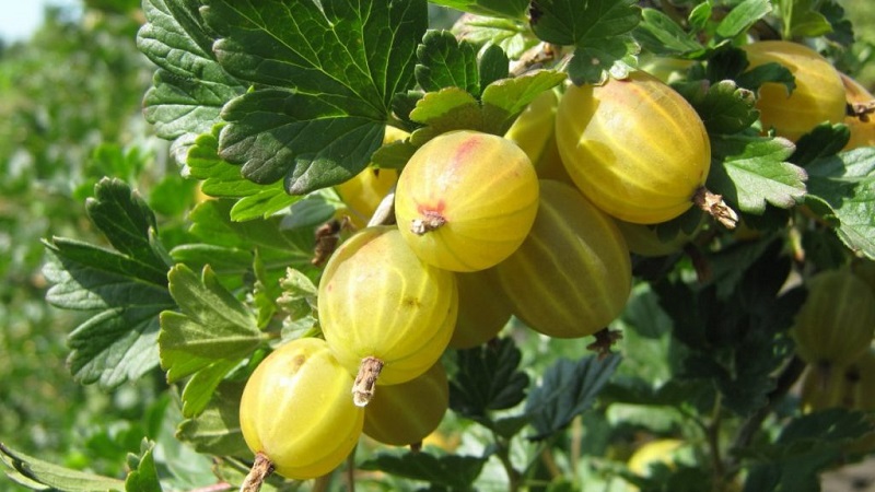 Les variétés de groseille à maquereau les plus populaires et les plus productives