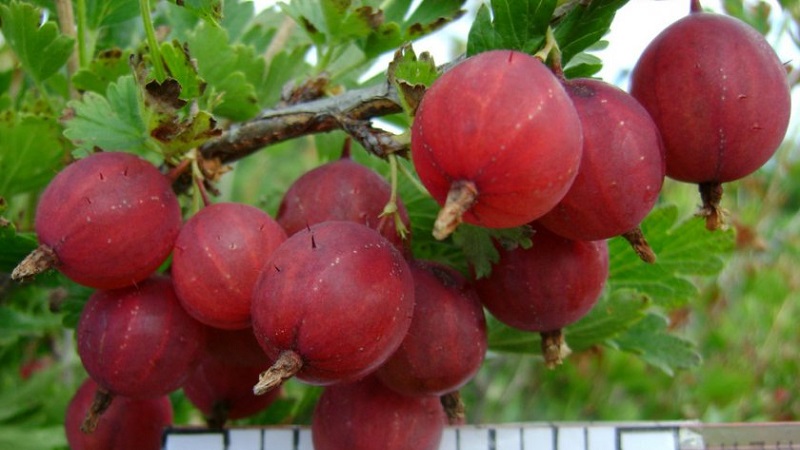 Les variétés de groseille à maquereau les plus populaires et les plus productives