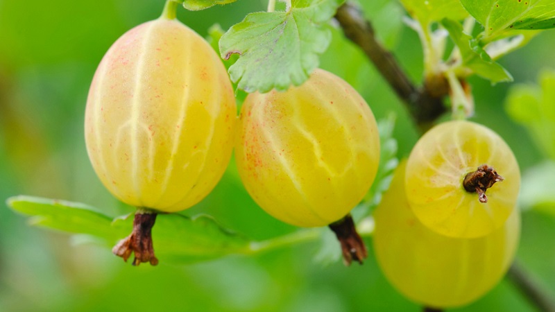 Les variétés de groseille à maquereau les plus populaires et les plus productives