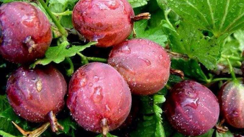 Variétés de groseille à maquereau pour la région de Moscou, résistantes à l'oïdium