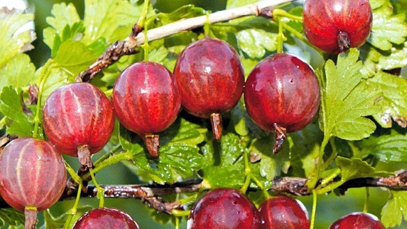 Les variétés de groseille à maquereau les plus populaires et les plus productives