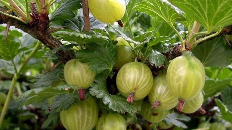 Variétés de groseille à maquereau pour la région de Moscou, résistantes à l'oïdium