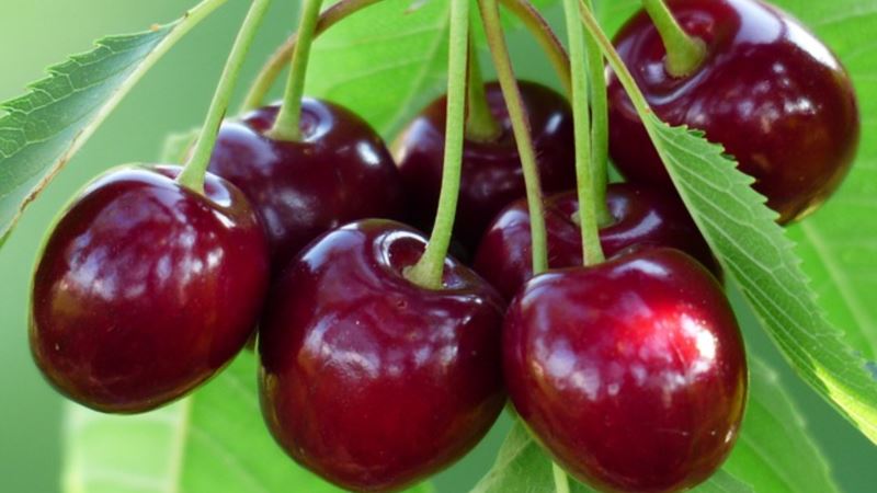 Les variétés de cerises les plus productives et les plus délicieuses