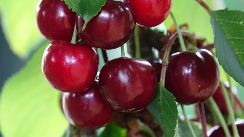 Les variétés de cerises les plus productives et les plus délicieuses