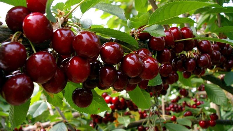 Les variétés de cerises les plus productives et les plus délicieuses