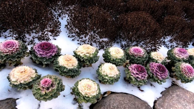 Le chou ornemental est-il comestible