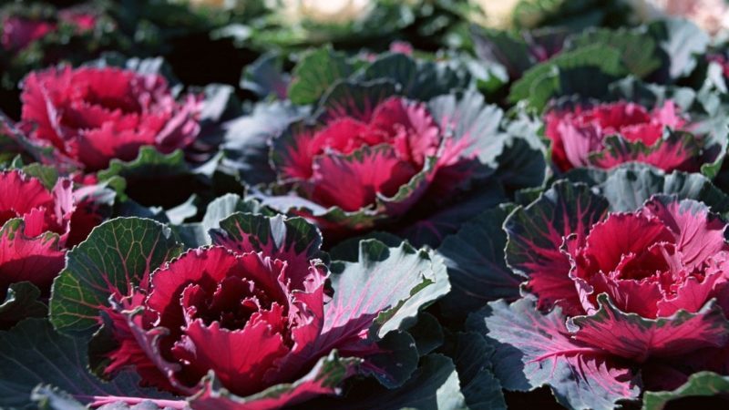 Le chou ornemental est-il comestible