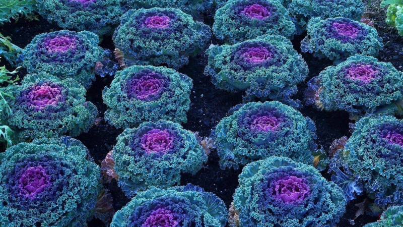 Le chou ornemental est-il comestible