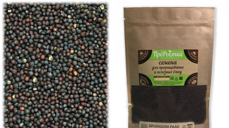 Avantages des pousses de brocoli et moyens de faire germer les graines