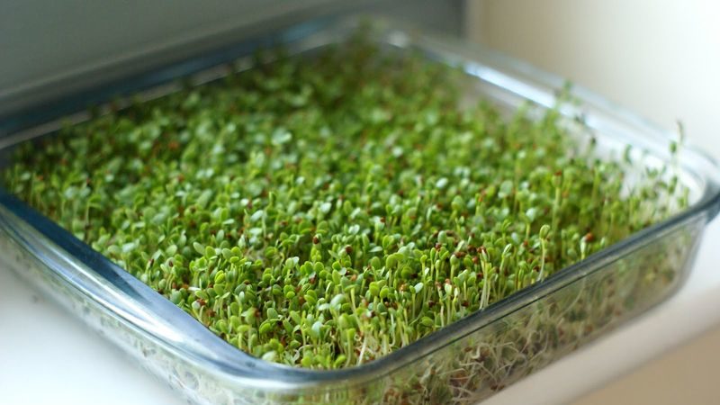 Avantages des pousses de brocoli et moyens de faire germer les graines