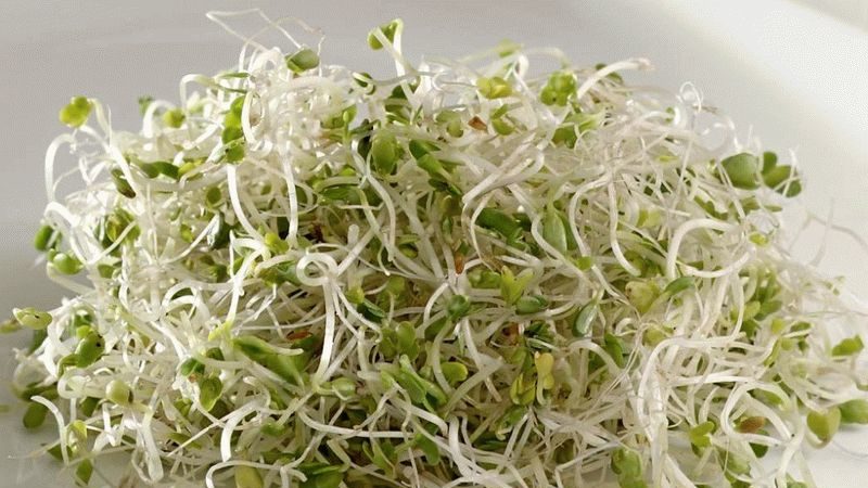 Avantages des pousses de brocoli et moyens de faire germer les graines