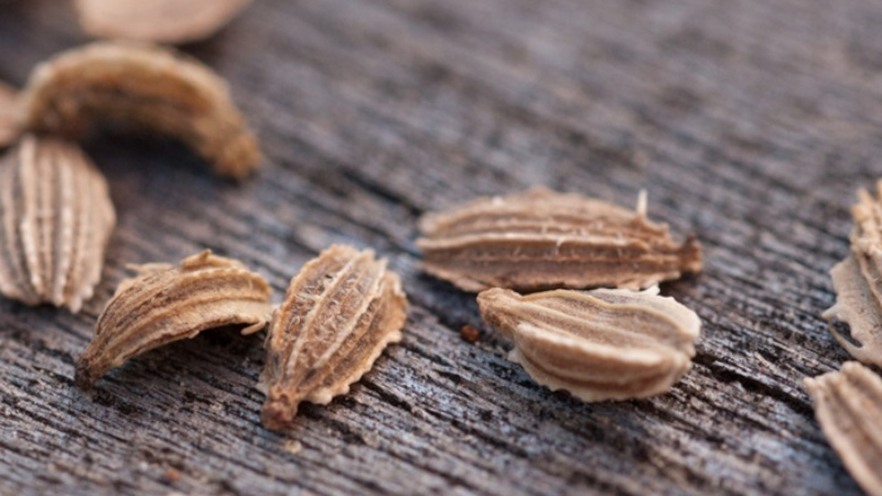 Que sont les graines de carottes, comment les choisir correctement, les planter et les cultiver vous-même