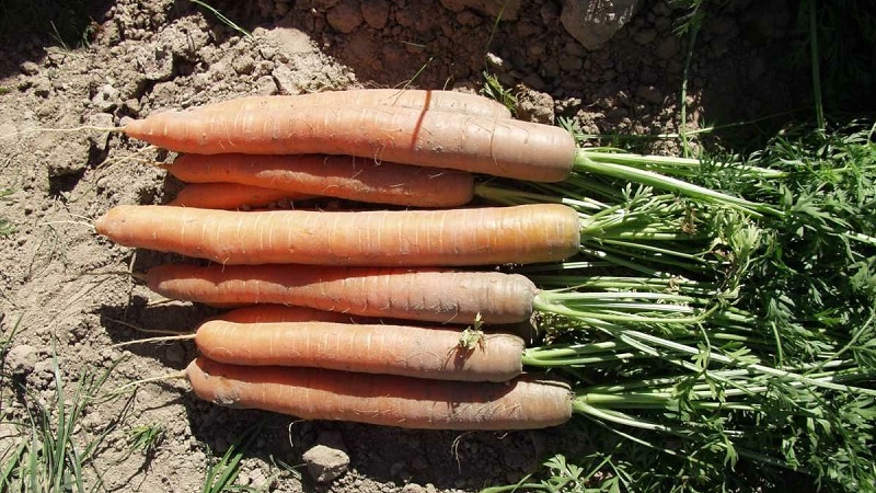 Quelle est la meilleure façon d'ajouter au sol lors de la plantation de carottes: les secrets d'une récolte riche