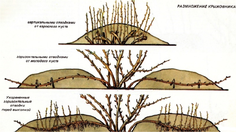 Groseille douce avec rouge Hinnonmaki rouge foncé