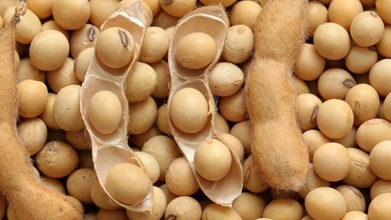 Soja - ce qu'ils sont et à quoi ils ressemblent