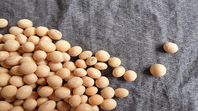 Soja - ce qu'ils sont et à quoi ils ressemblent