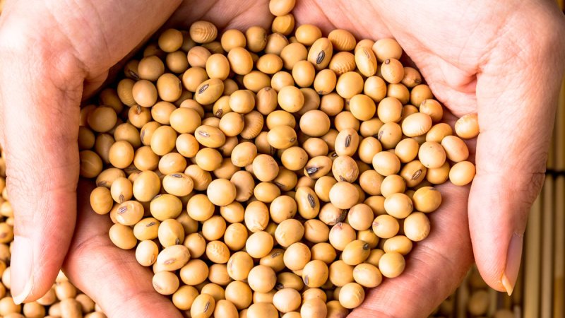 Soja - ce qu'ils sont et à quoi ils ressemblent