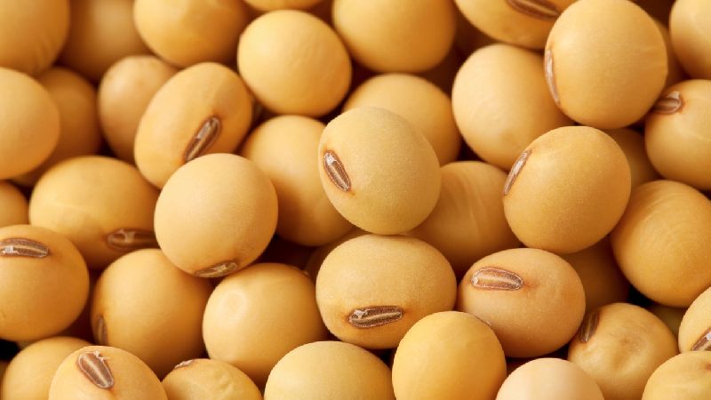 Soja - ce qu'ils sont et à quoi ils ressemblent