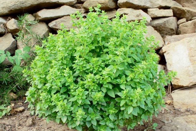 Ce qui est bien dans la variété de basilic nain: critiques de ceux qui l'ont cultivée, avantages et inconvénients