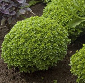 Ce qui est bien dans la variété de basilic nain: critiques de ceux qui l'ont cultivée, avantages et inconvénients