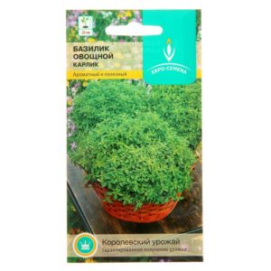 Ce qui est bien dans la variété de basilic nain: critiques de ceux qui l'ont cultivée, avantages et inconvénients