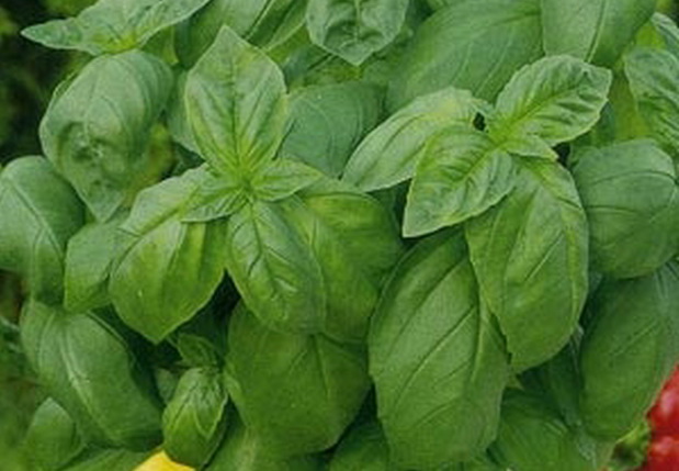 Ce qui est bien dans la variété de basilic nain: critiques de ceux qui l'ont cultivée, avantages et inconvénients