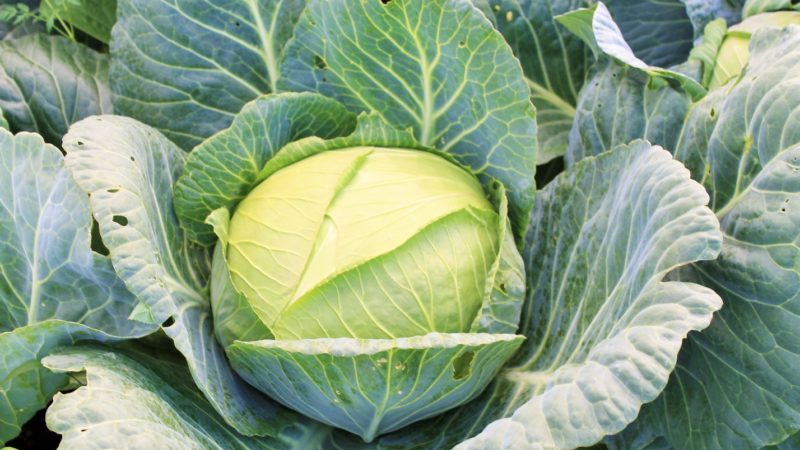 Une variété de chou sans prétention résistante au froid Slava