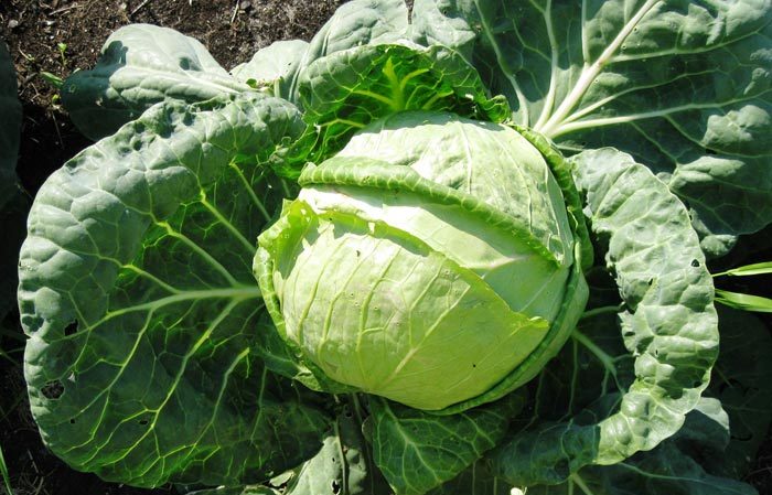 Une variété de chou sans prétention résistante au froid Slava