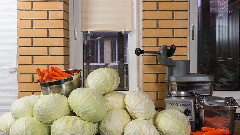 Variété de chou sans prétention résistante au froid Slava