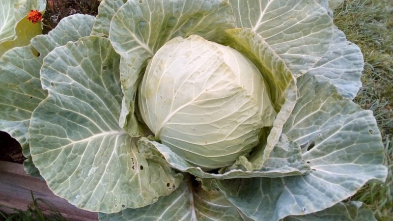 Une variété de chou sans prétention résistante au froid Slava