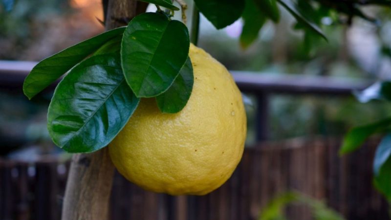 Pourquoi le citron Panderosa est-il bon et pourquoi il vaut la peine de le cultiver