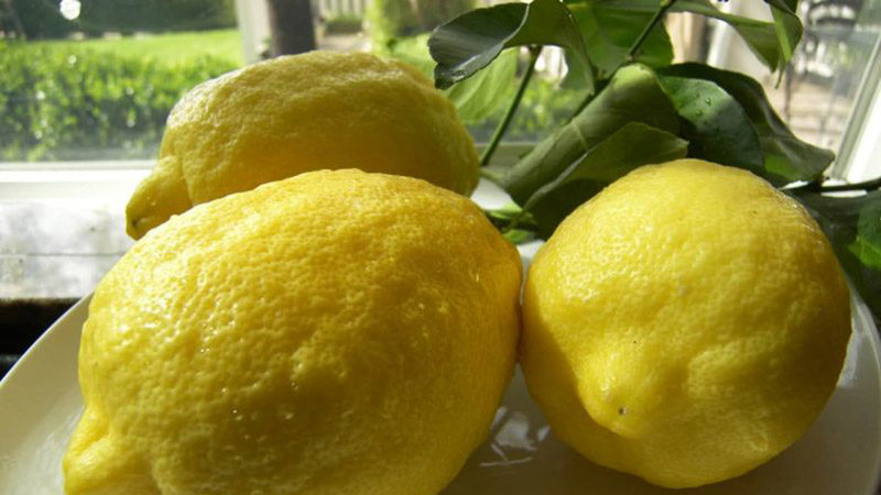 Pourquoi le citron Panderosa est-il bon et pourquoi il vaut la peine de le cultiver