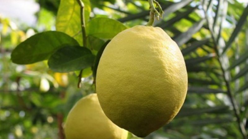 Une variété de citron sans prétention pour prendre soin de Jubilee pour les fleuristes débutants